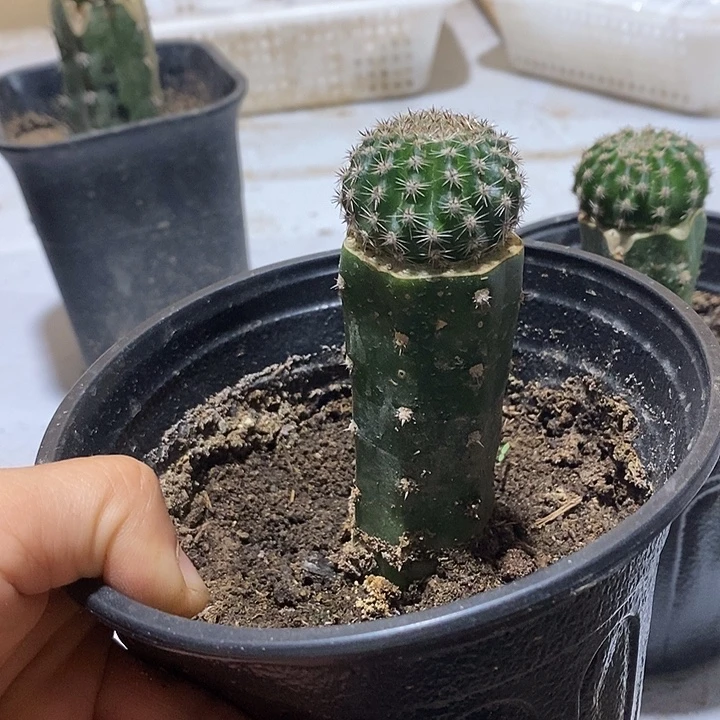新袖铺柱嫁接彩草花芊语