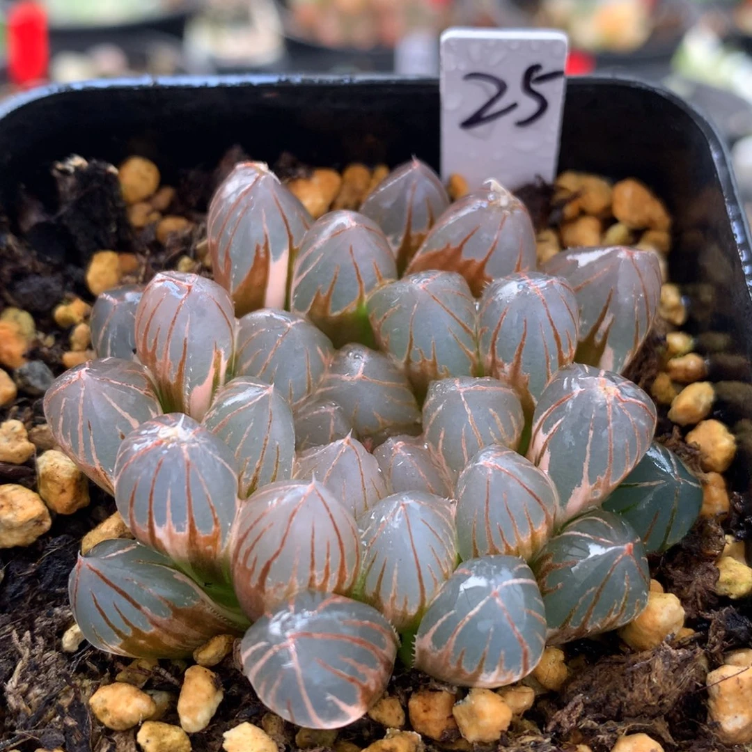 霓虹灯玉露锦，带盆发货