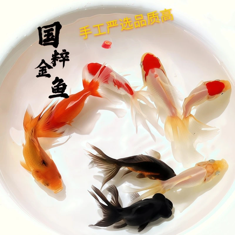 特价国粹金鱼多品种混搭颜色随机好养冷水金鱼观赏鱼桌面水景鱼苗