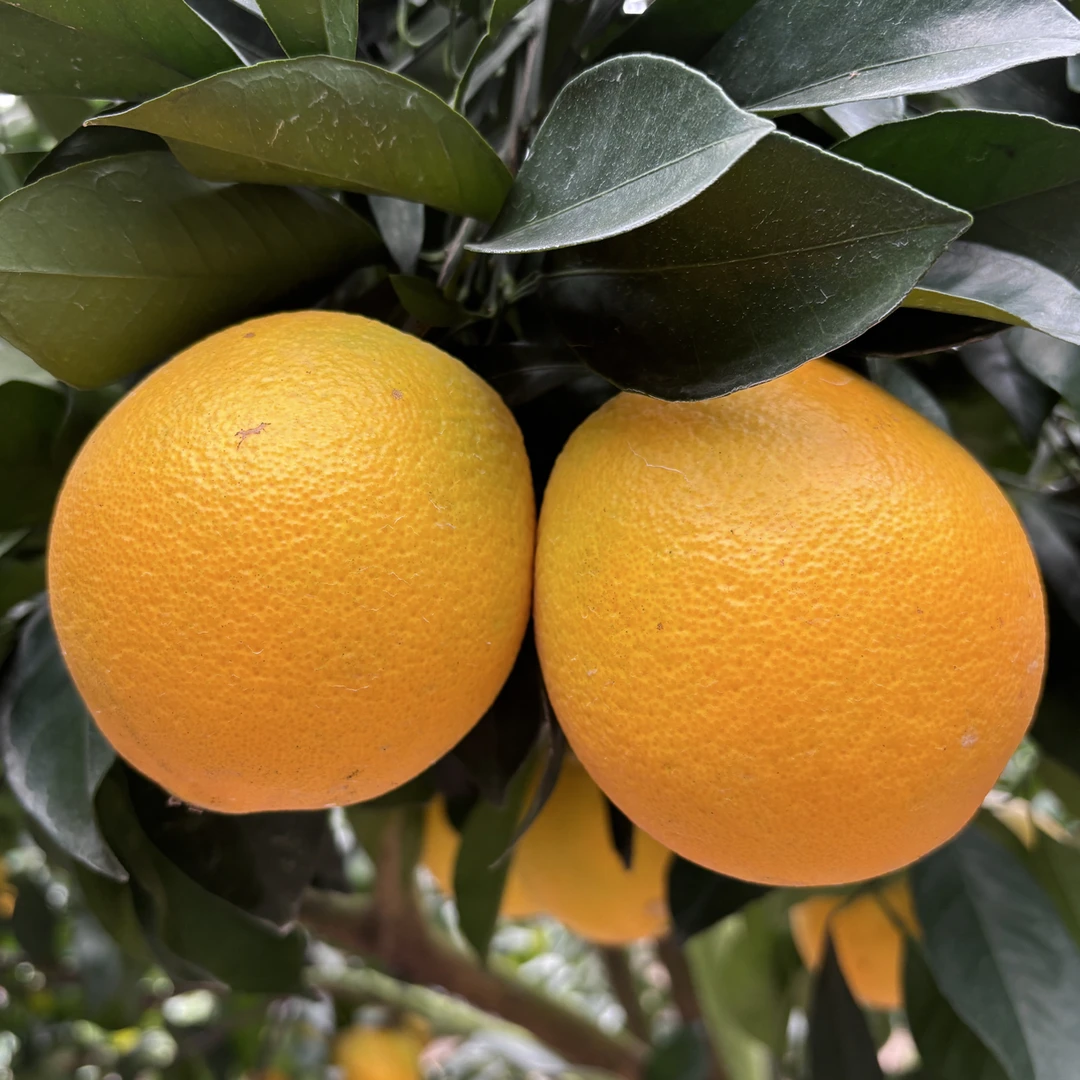 赣南早脐橙寻乌果园直发现摘农家甜橙新鲜水果香甜多汁送开橙器