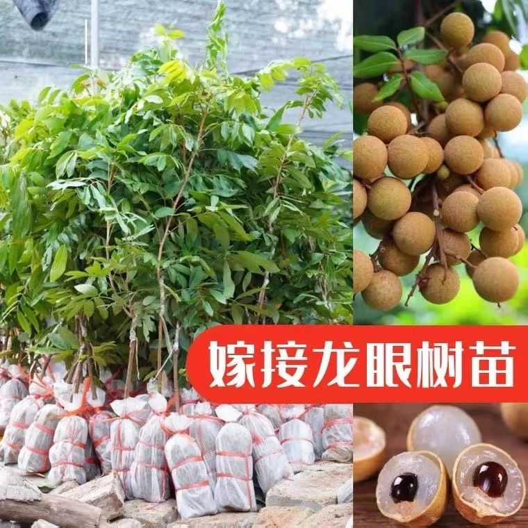 正宗四季龙眼嫁接石峡龙眼储良龙眼苗带土带叶可盆栽地栽广西发货