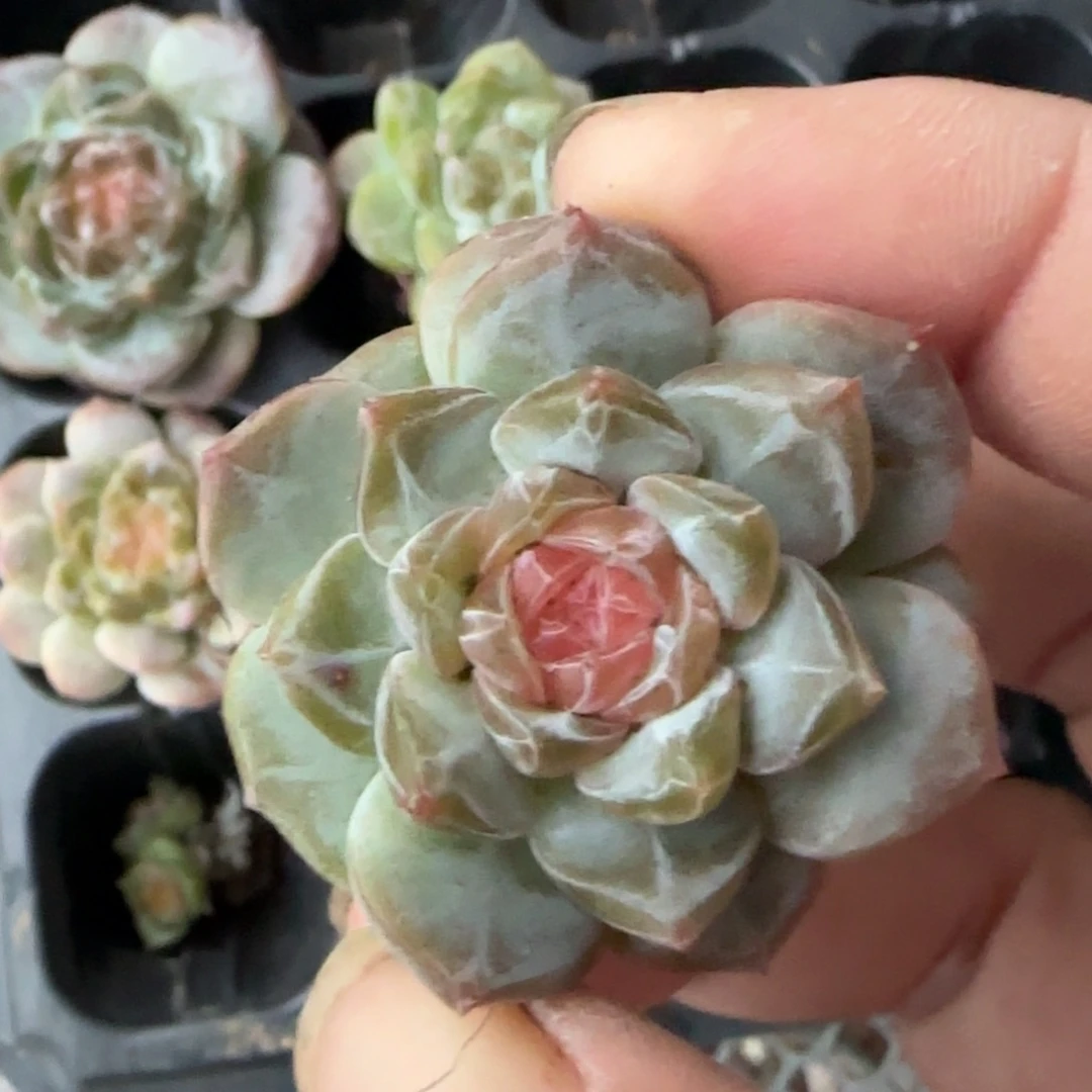 小卡拉米糖心一物一拍
