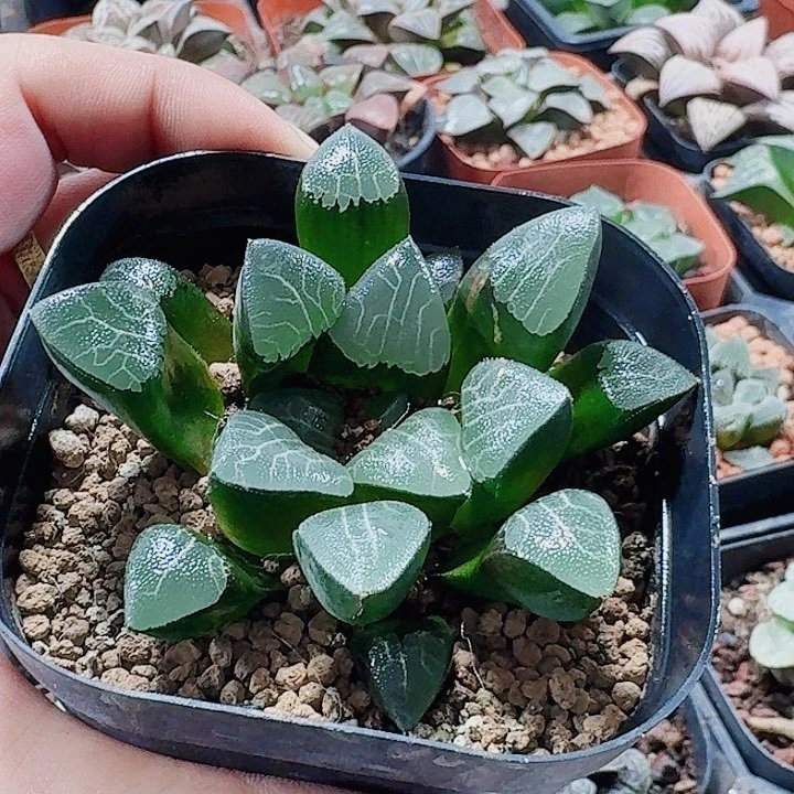 ʚ***ɞ无花朵十二卷 实生克福利