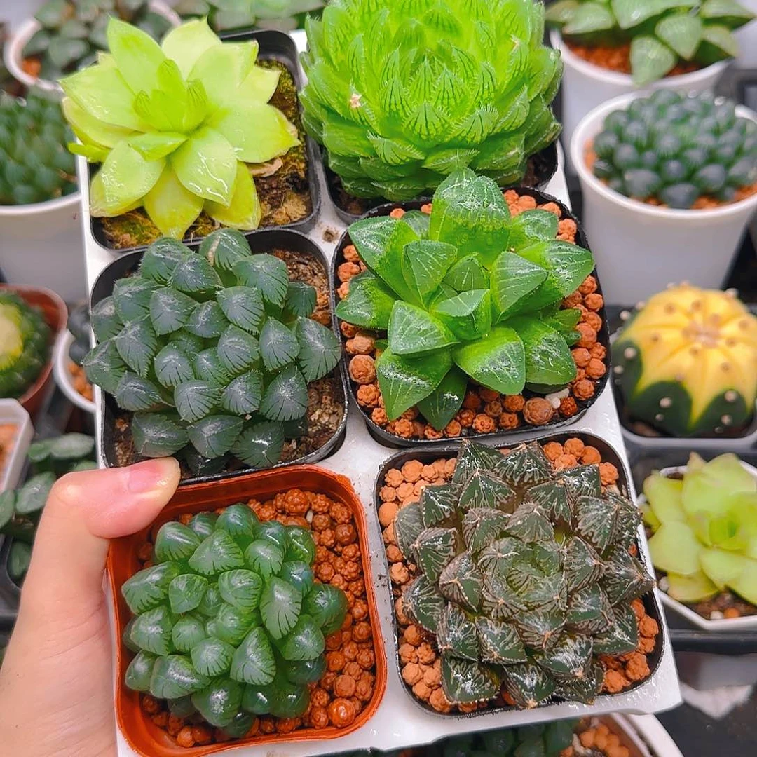 玉露六件套多肉，不带托架