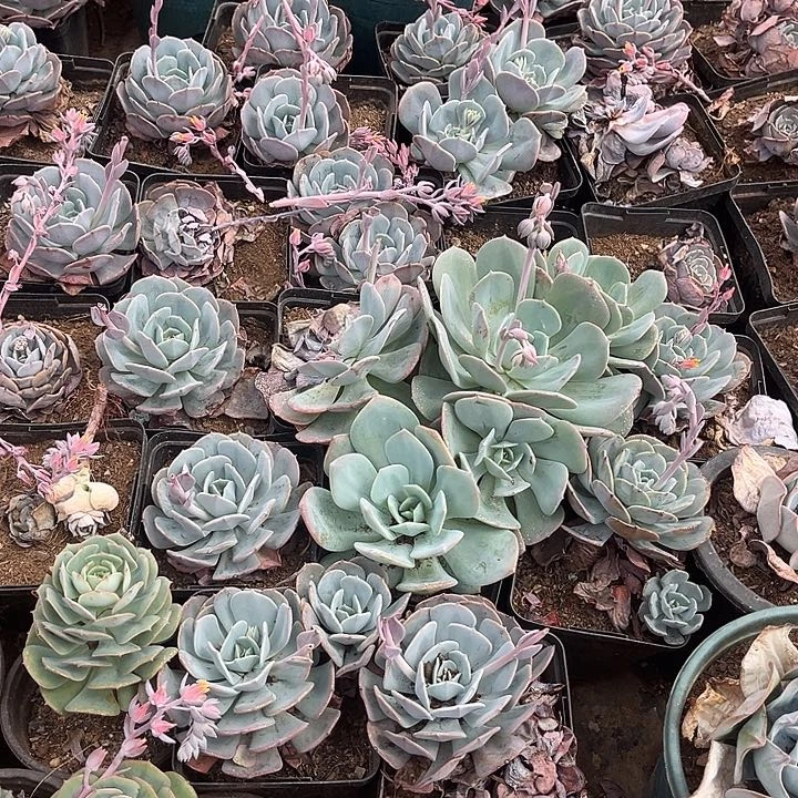 游***游蓝粉台隔一堆处理68多肉植物