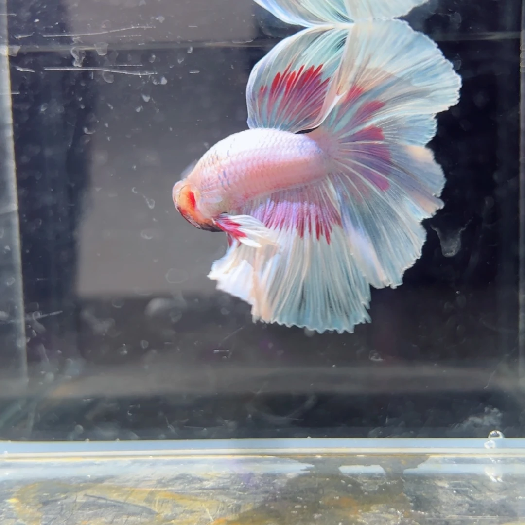 斗鱼浅色特殊尾hhhh