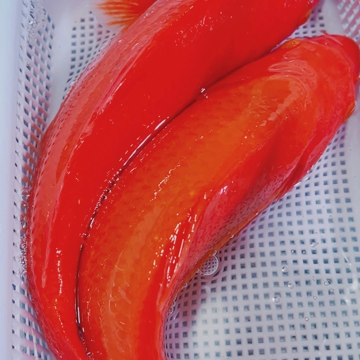 海水鱼 锦鲤冷水观赏鱼