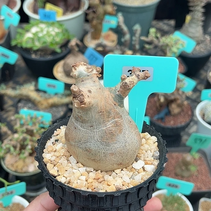 索马里碎叶葡萄瓮产地