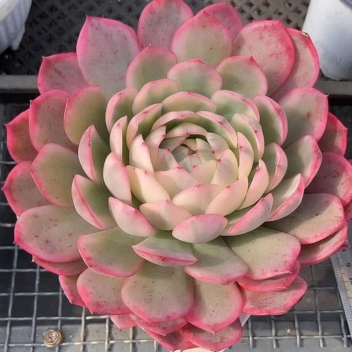 韩水晶锦多肉植物