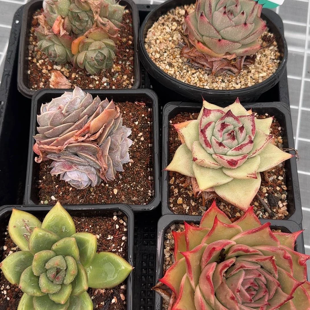 从前慢花园精选多肉编号0116-119