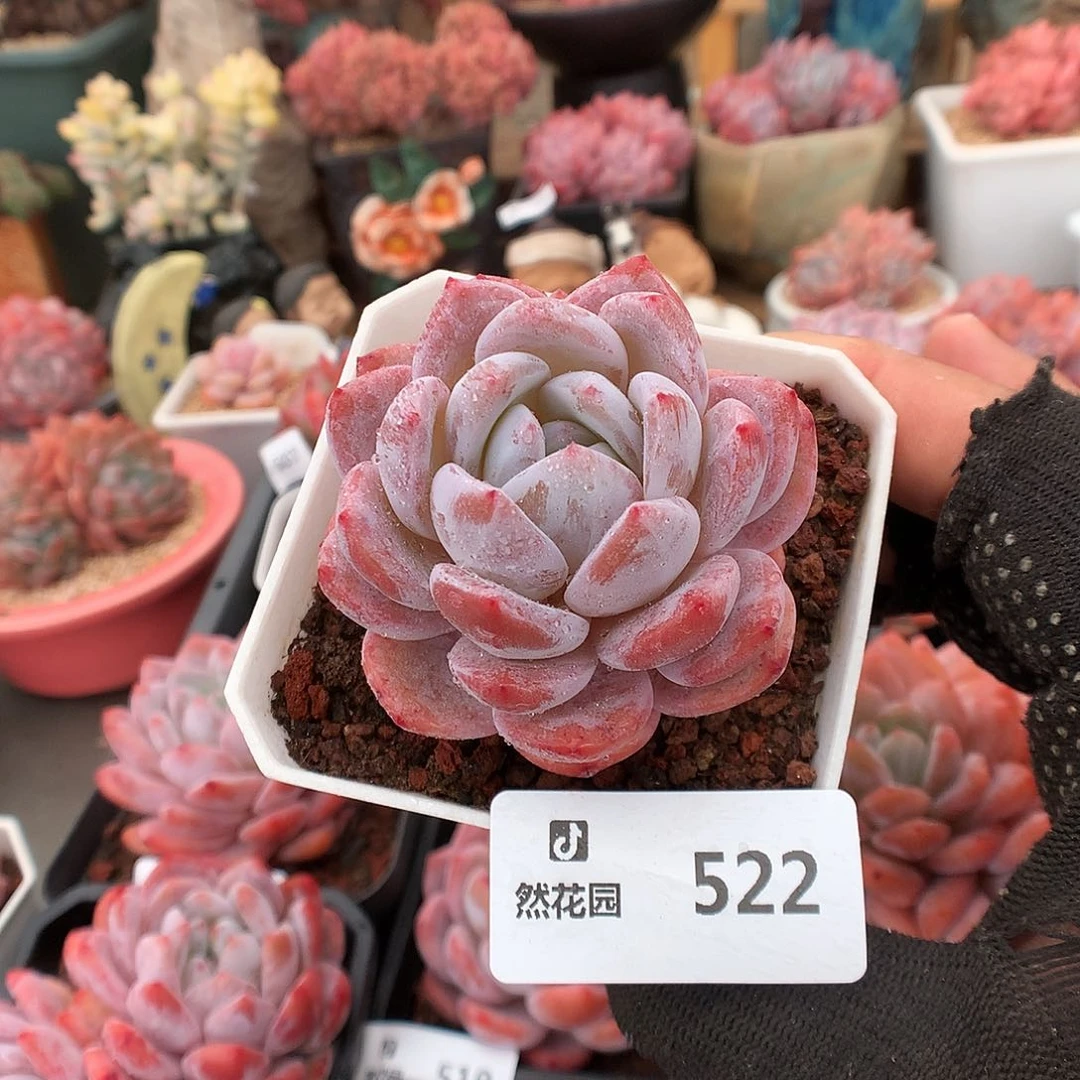 522粉星影多肉植物66666