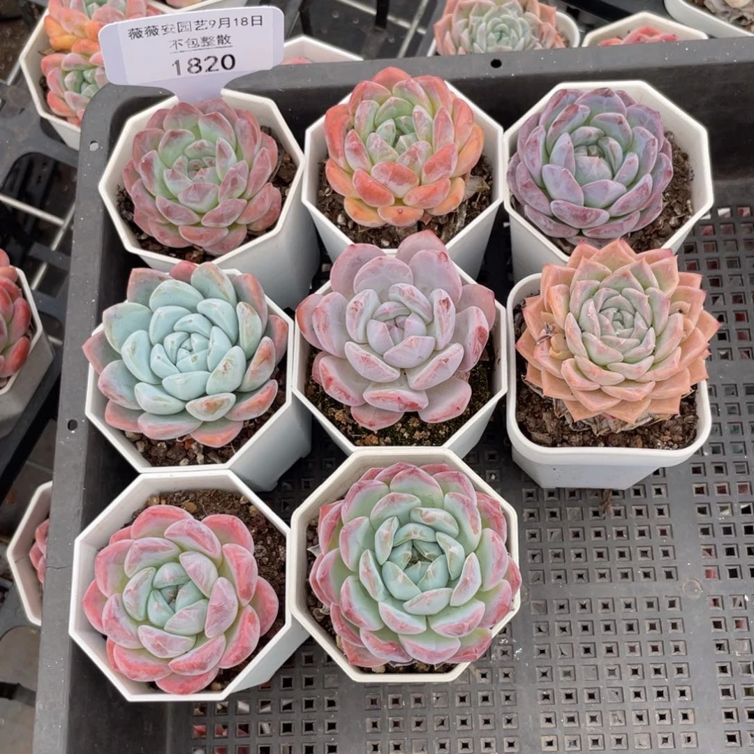 框拍不包整散1820