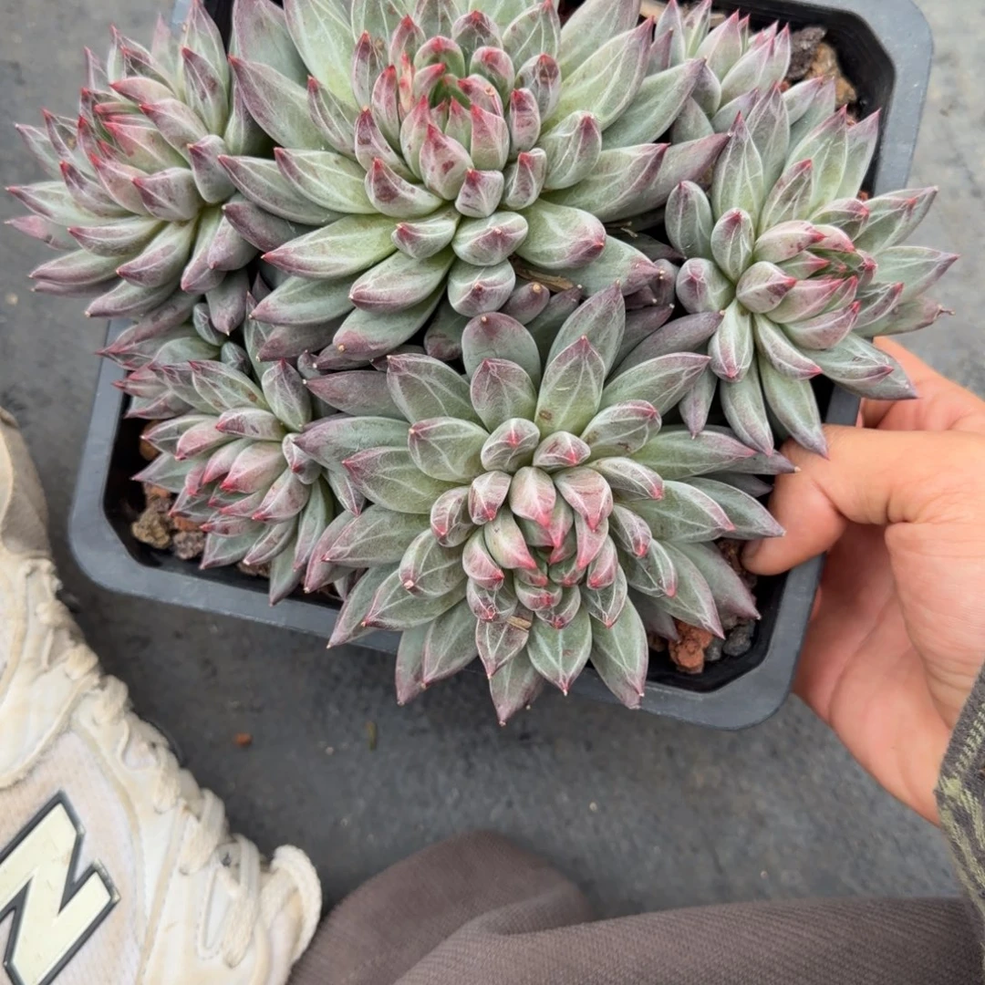 渣***吻一物一拍芬兰之夜样板38