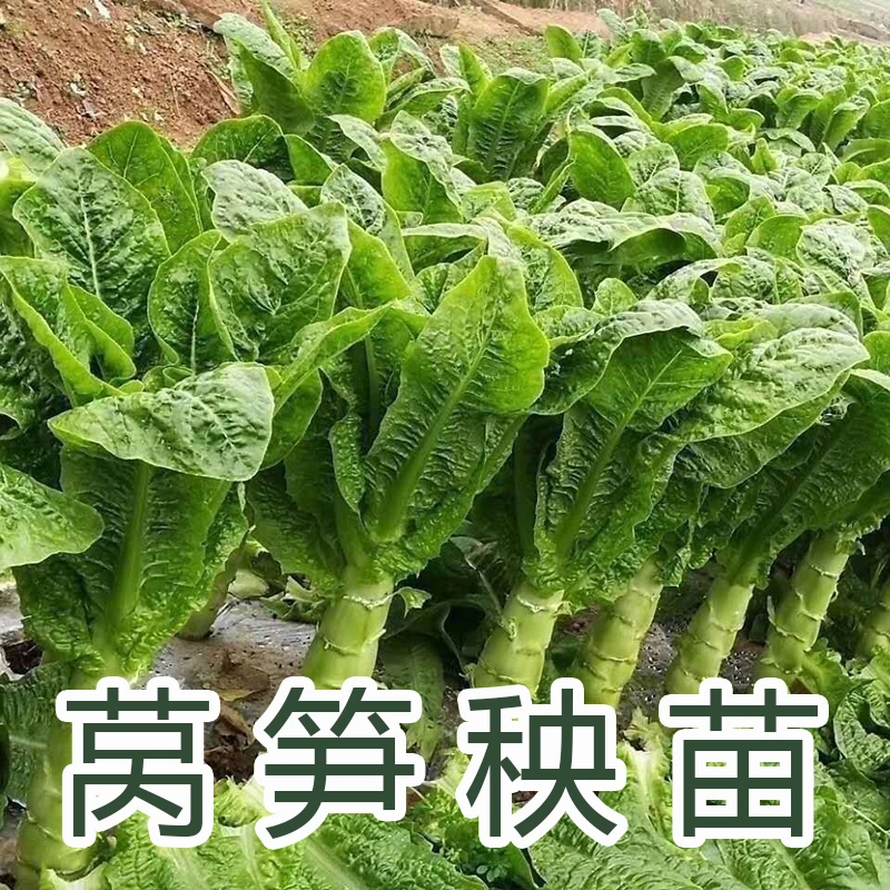 青皮莴笋秧苗牛心松花菜黄心大白菜西兰花甘蓝紫皮绿肉莴苣蔬菜苗