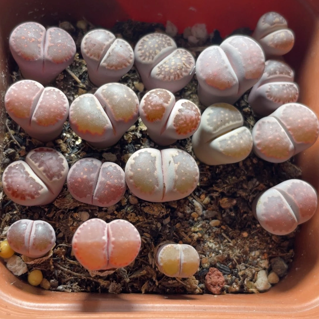 今晚大盆特价更新～9