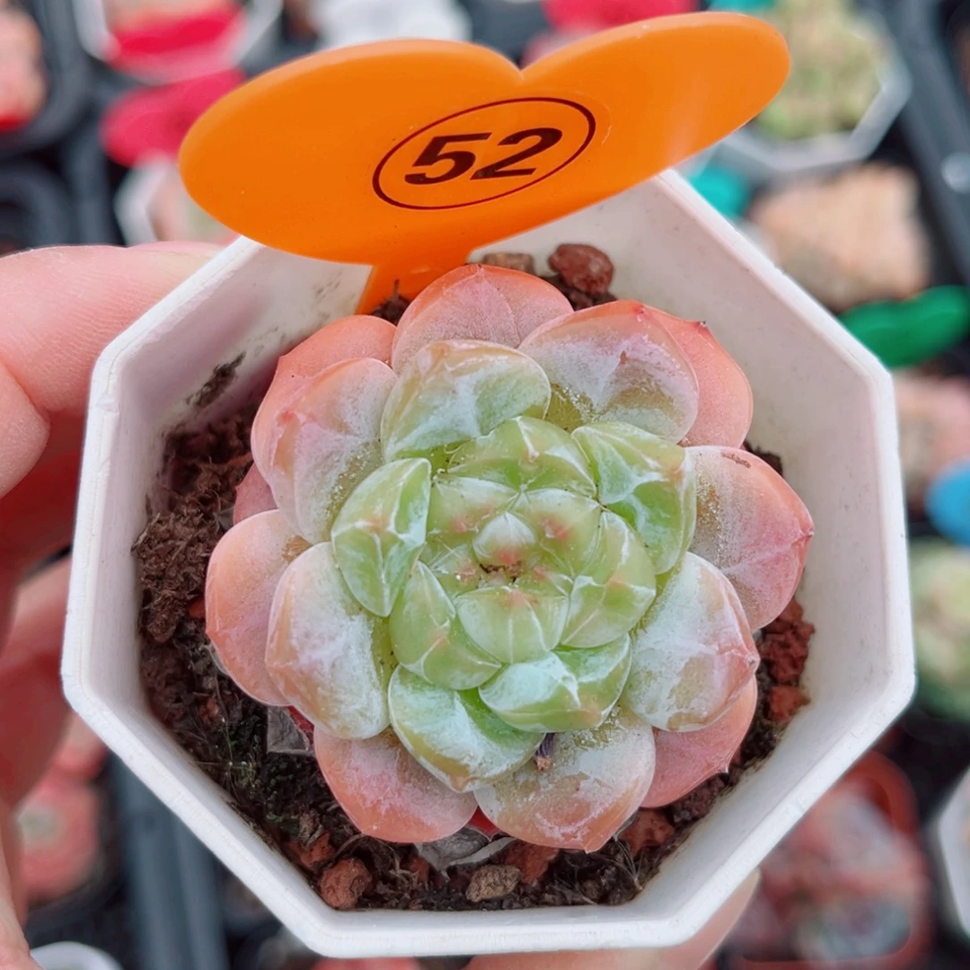 52号小老桩糖心单头