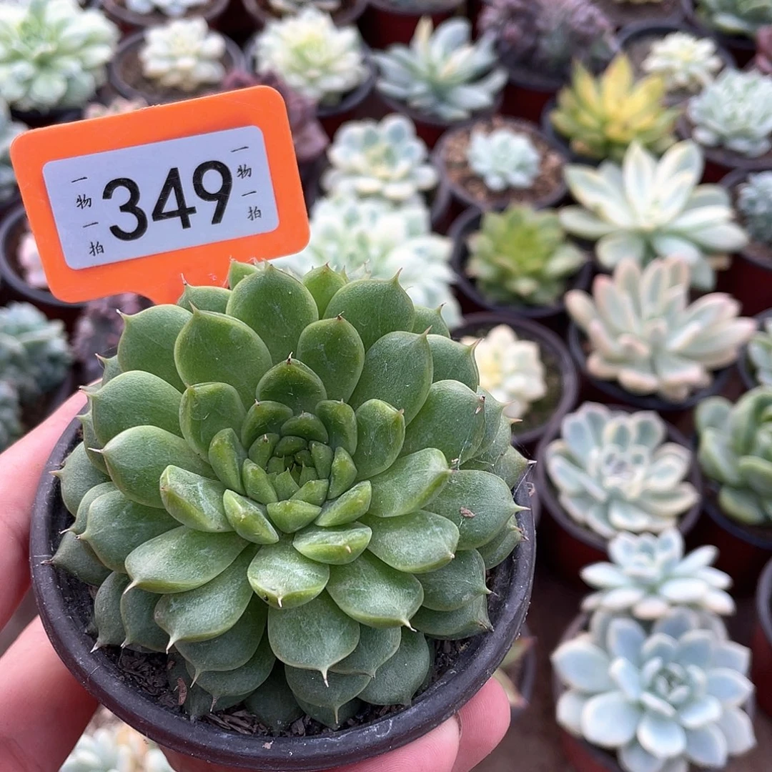 記***〃349号多肉植物盆栽