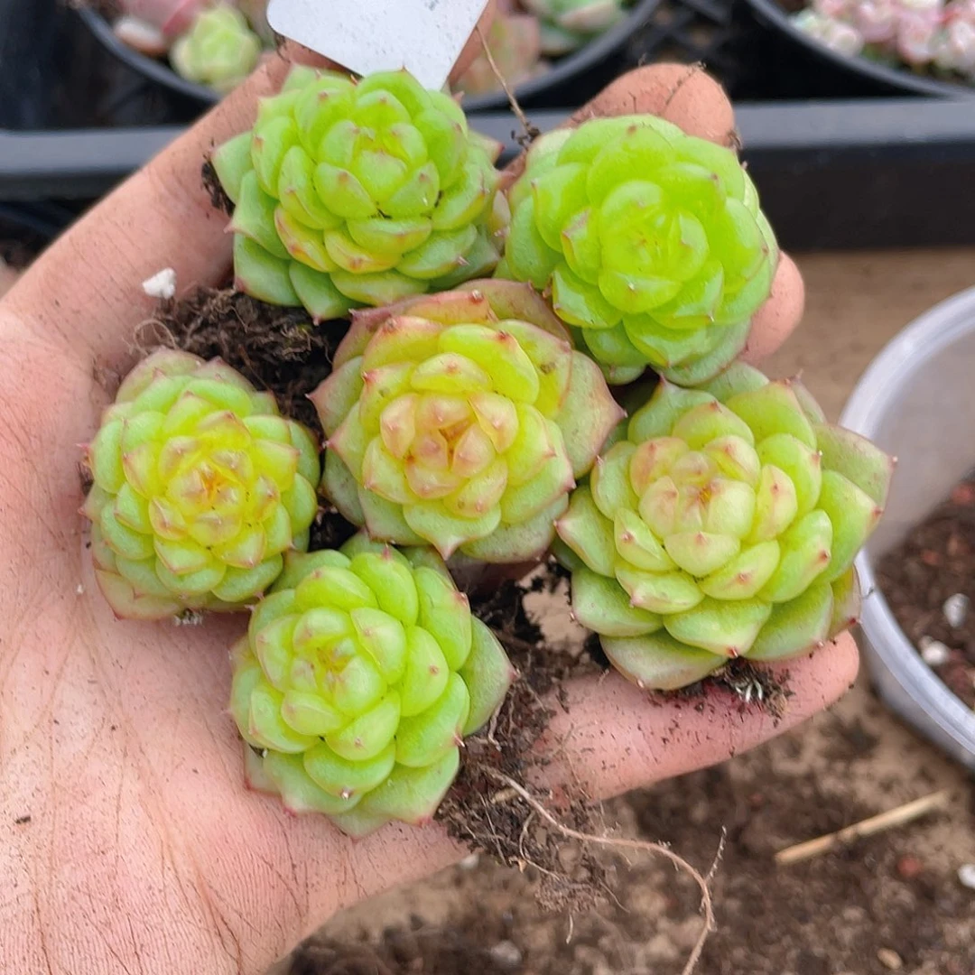 多肉植物多肉植物548