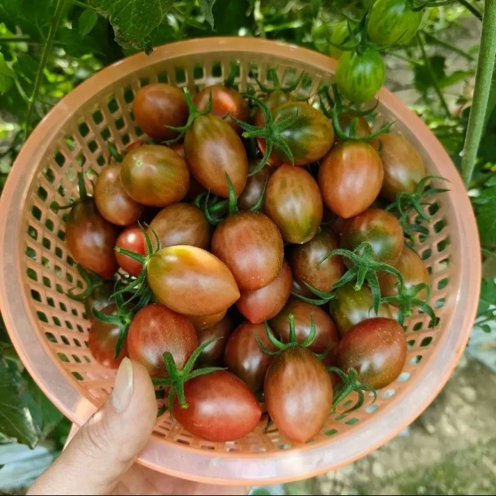 子弹头小番茄汕尾本地露天种植农家自种小番茄脆甜可口