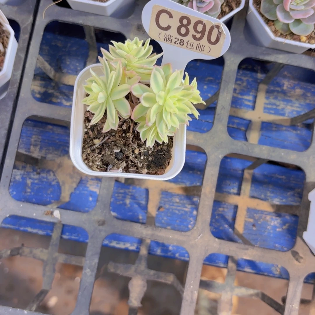 智***流C890博化妆锦一物一拍