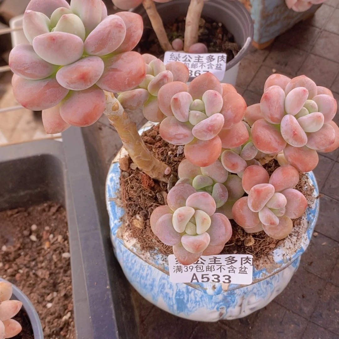 樱花洛神10cm533多肉植物