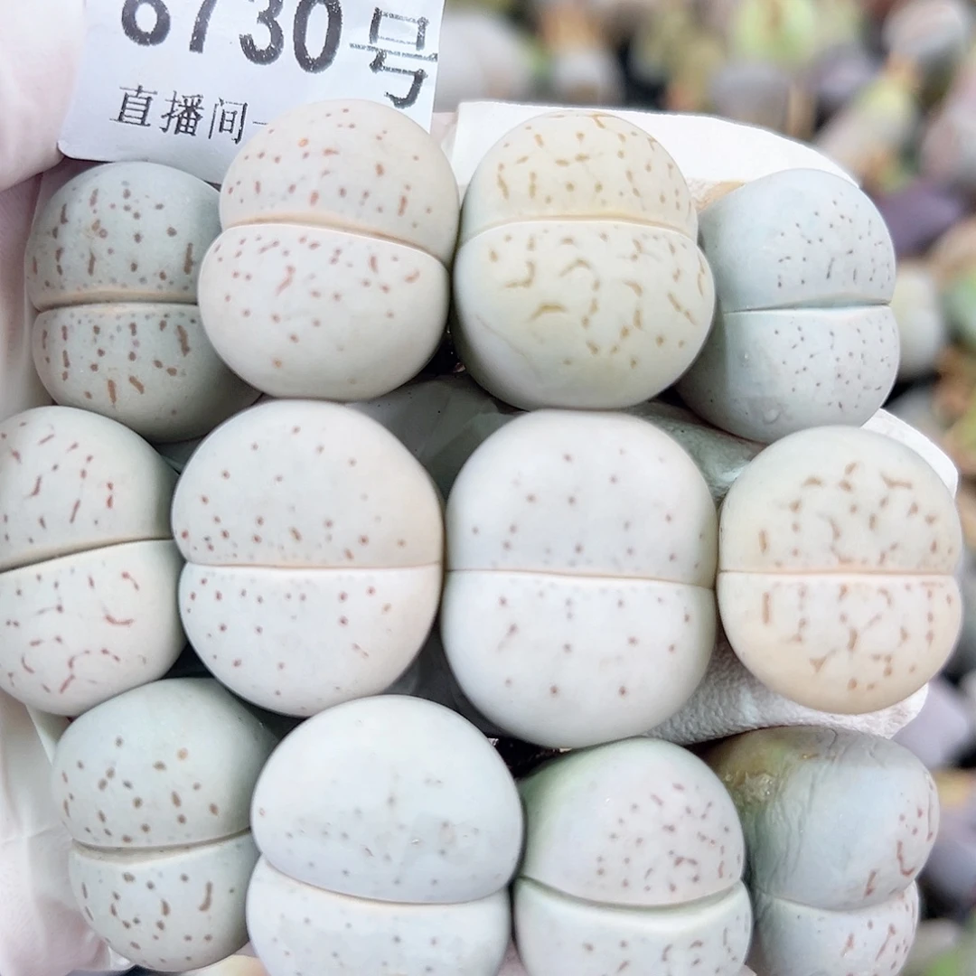 8730 四年大白12个2/2.5cm