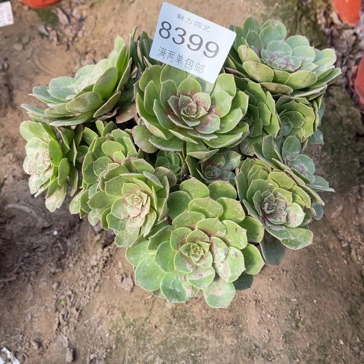 8399万的人多肉的