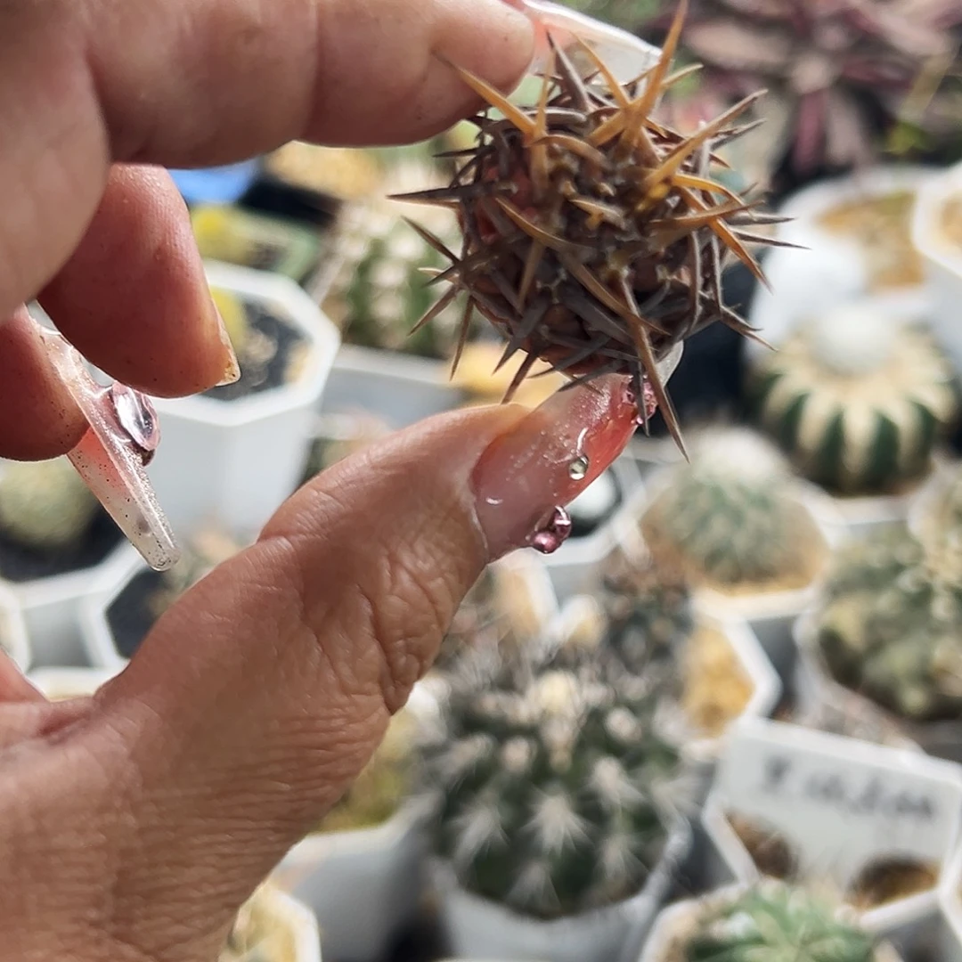 守殿玉锦仙人球666666