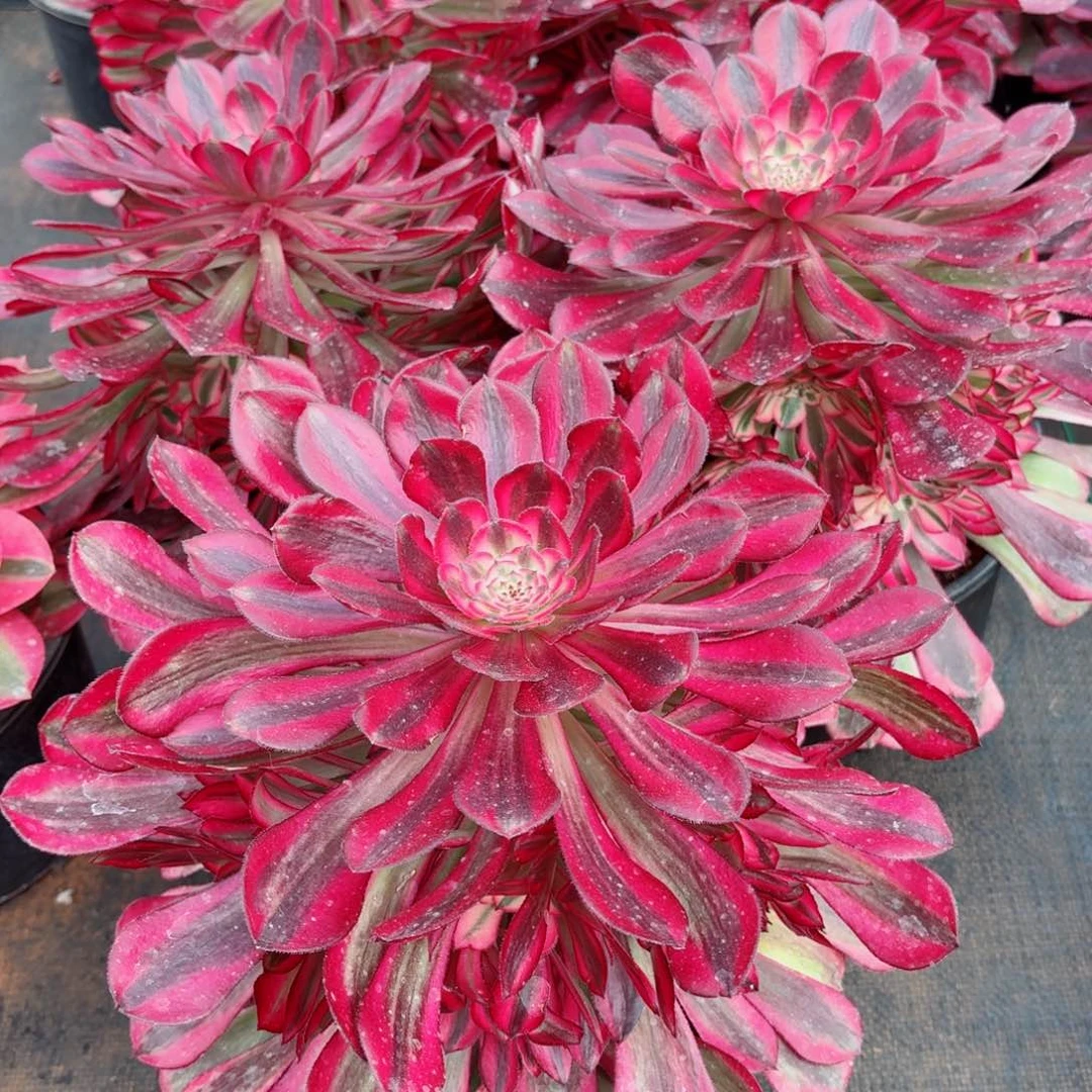 220红铜白捧花多肉法师量拍