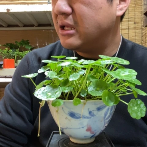 红陶久*～一物一拍所见即所得142