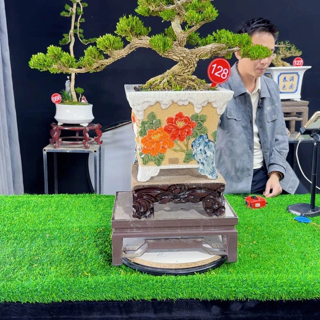 当前无花朵，栽培后可花朵