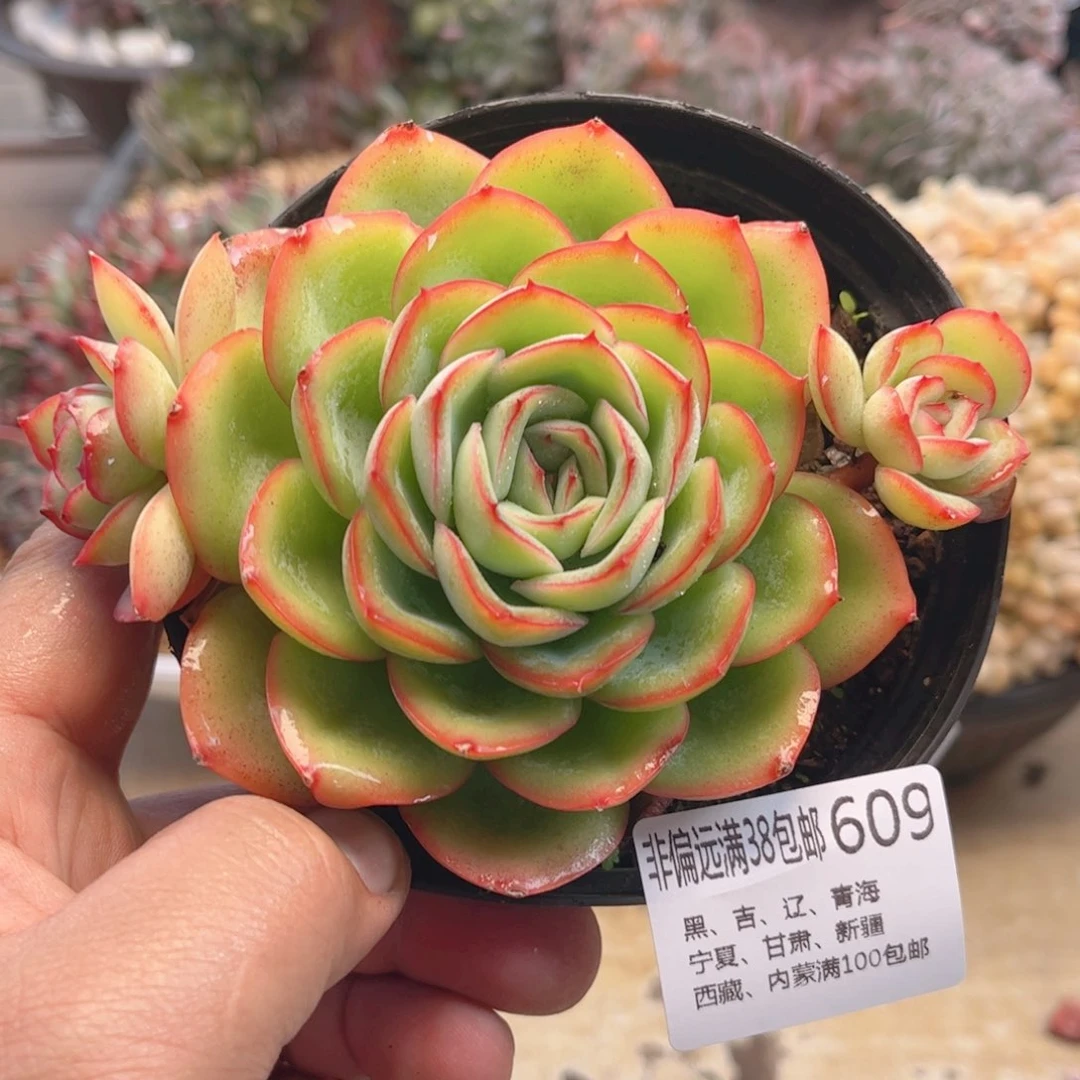 609程露德华多肉