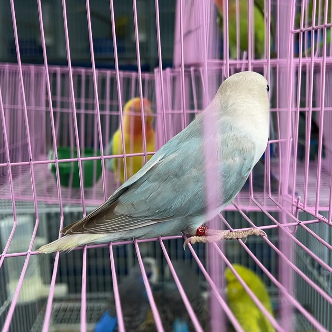桃脸牡丹鹦鹉来咯哦哦哦
