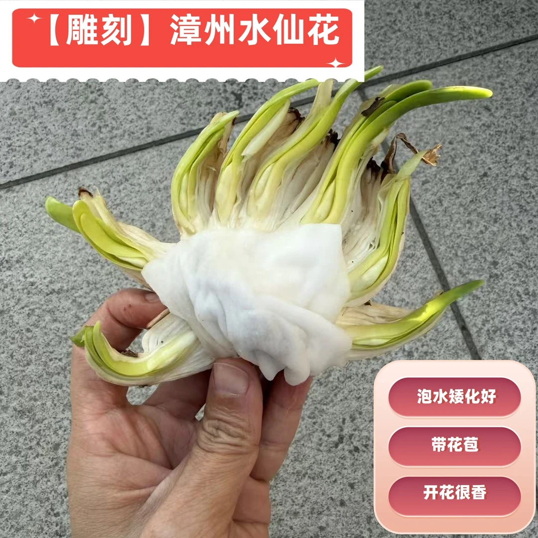 【做好矮化】雕刻水仙花带花苞水培耐寒浓香型漳州发货