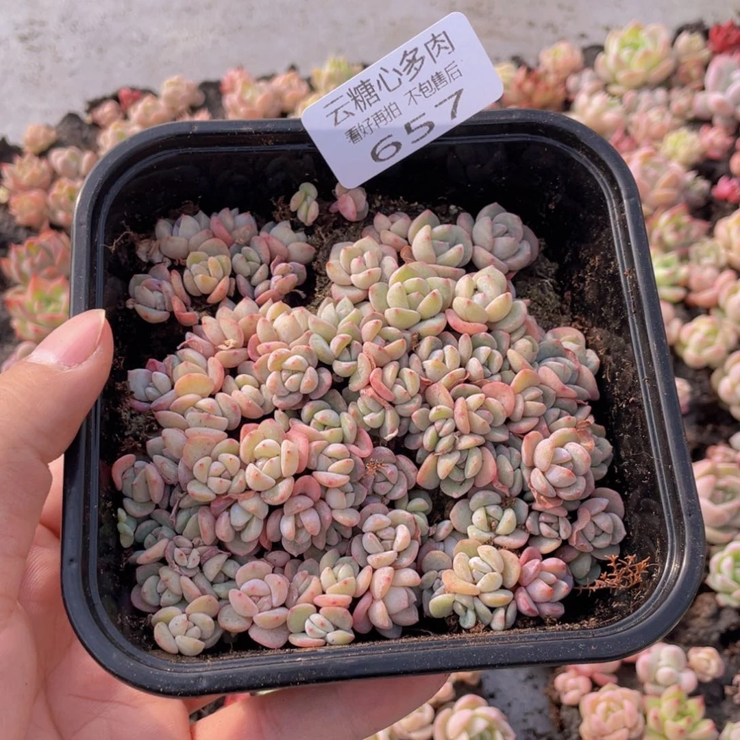 云糖心多肉植物657