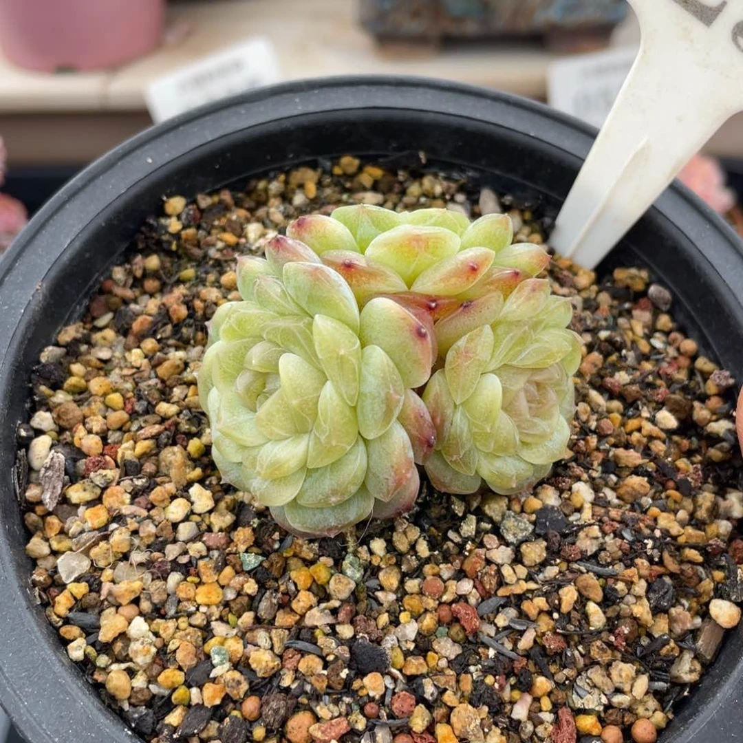 0524珍妮不带盆5厘米