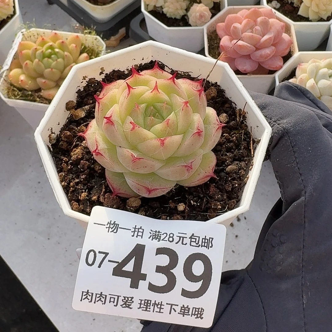 莲华无盆土发货无
