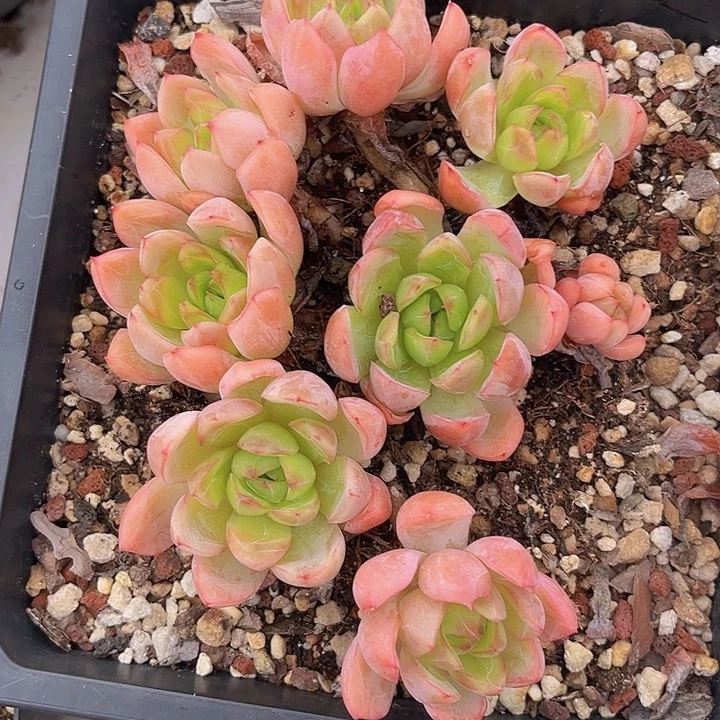 绿龙21154多肉植物