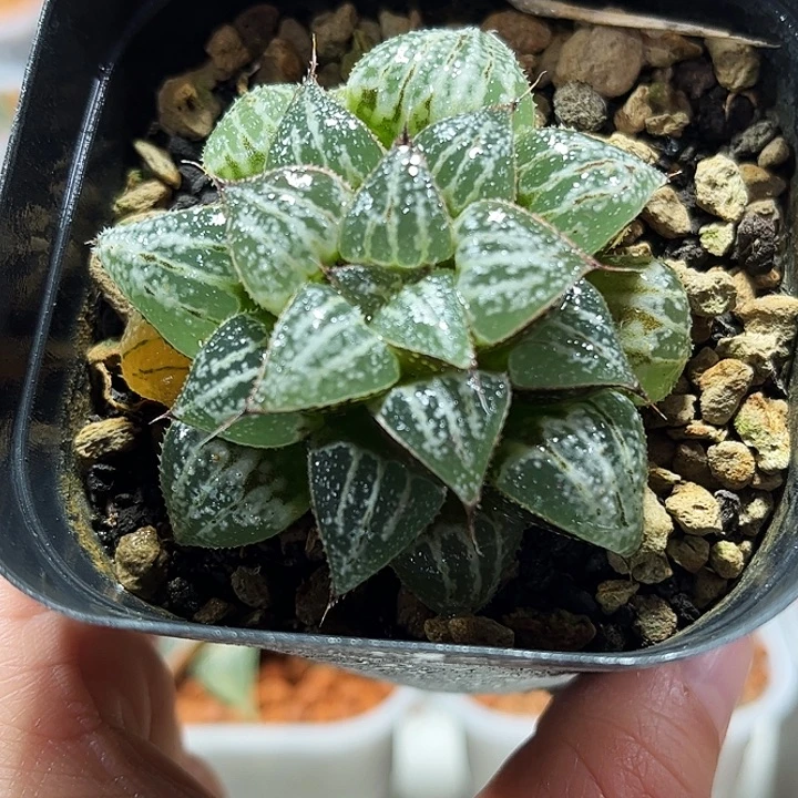 十二卷多肉雪景色