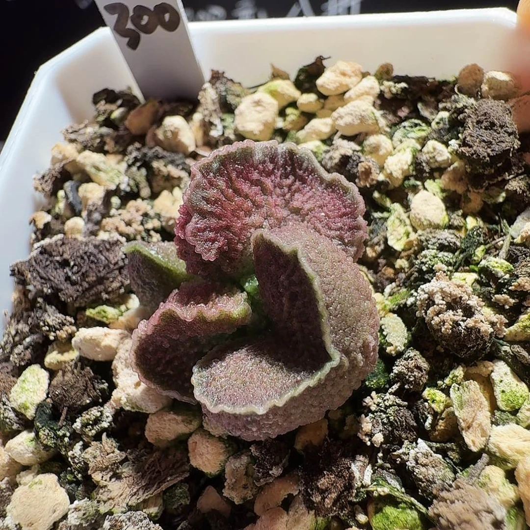 实生水泡，带盆发货，满35包邮