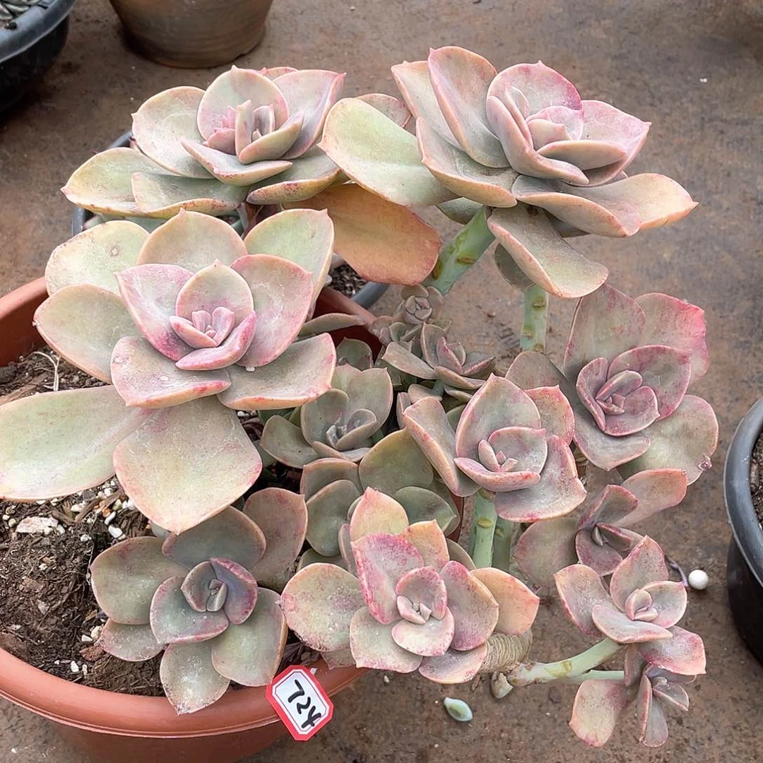 724贺氏一物一拍多肉