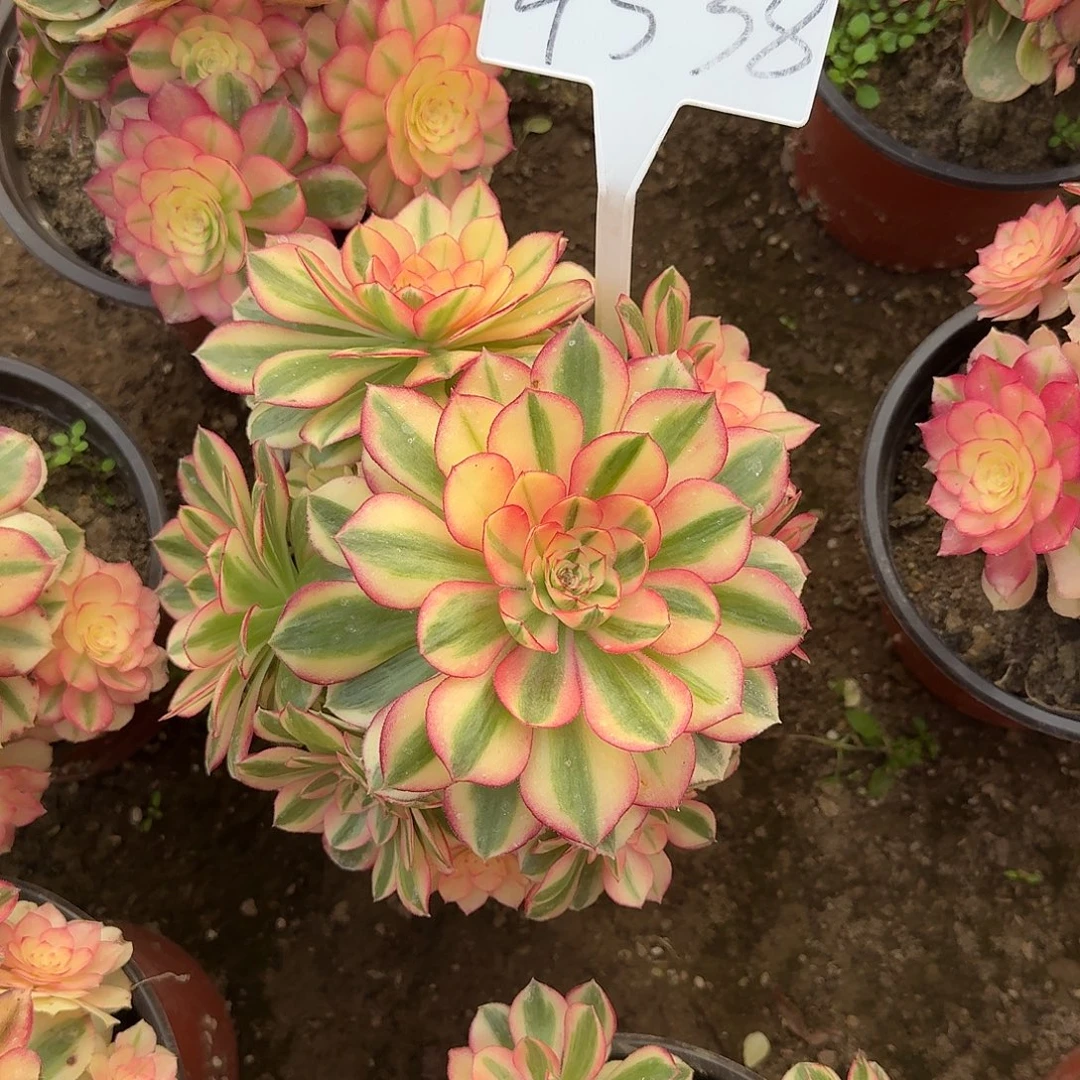 4538倾城多肉法师多肉