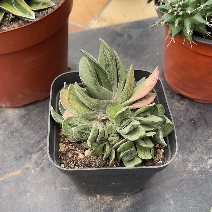 无花朵绿肌卧牛一物一拍