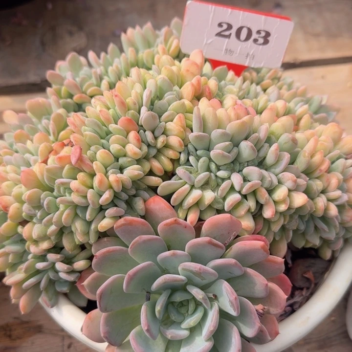 玛瑙缀203多肉植物一物一拍