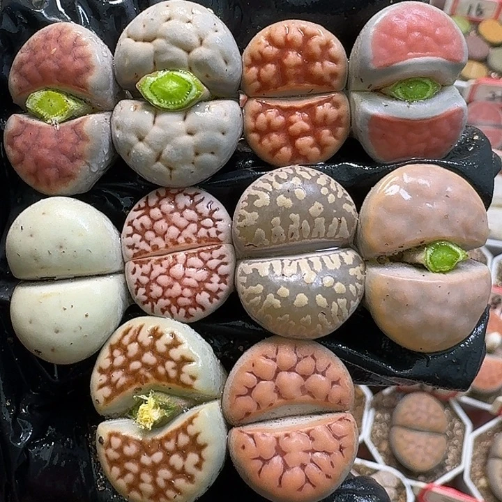 生石花111121。   213