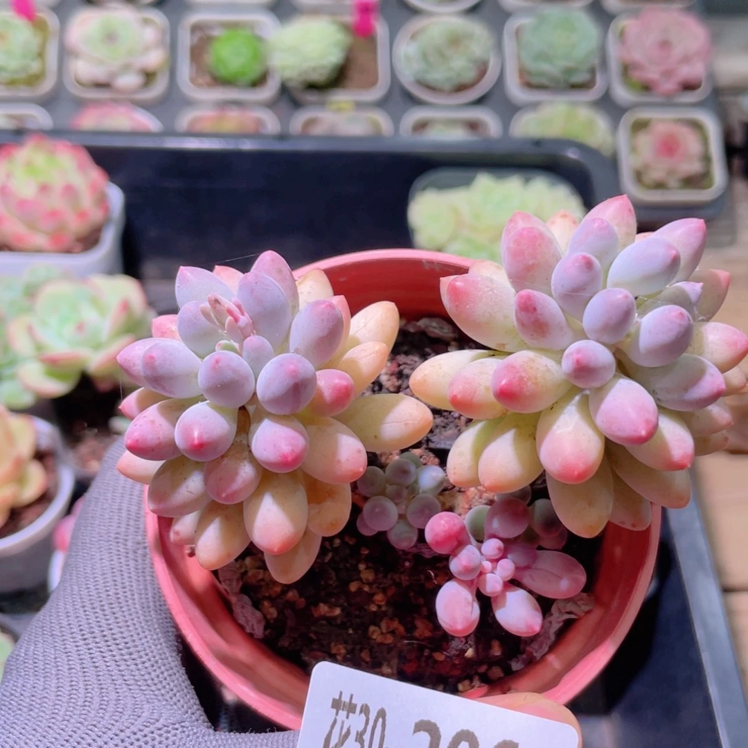 花利美30-206婴儿手指