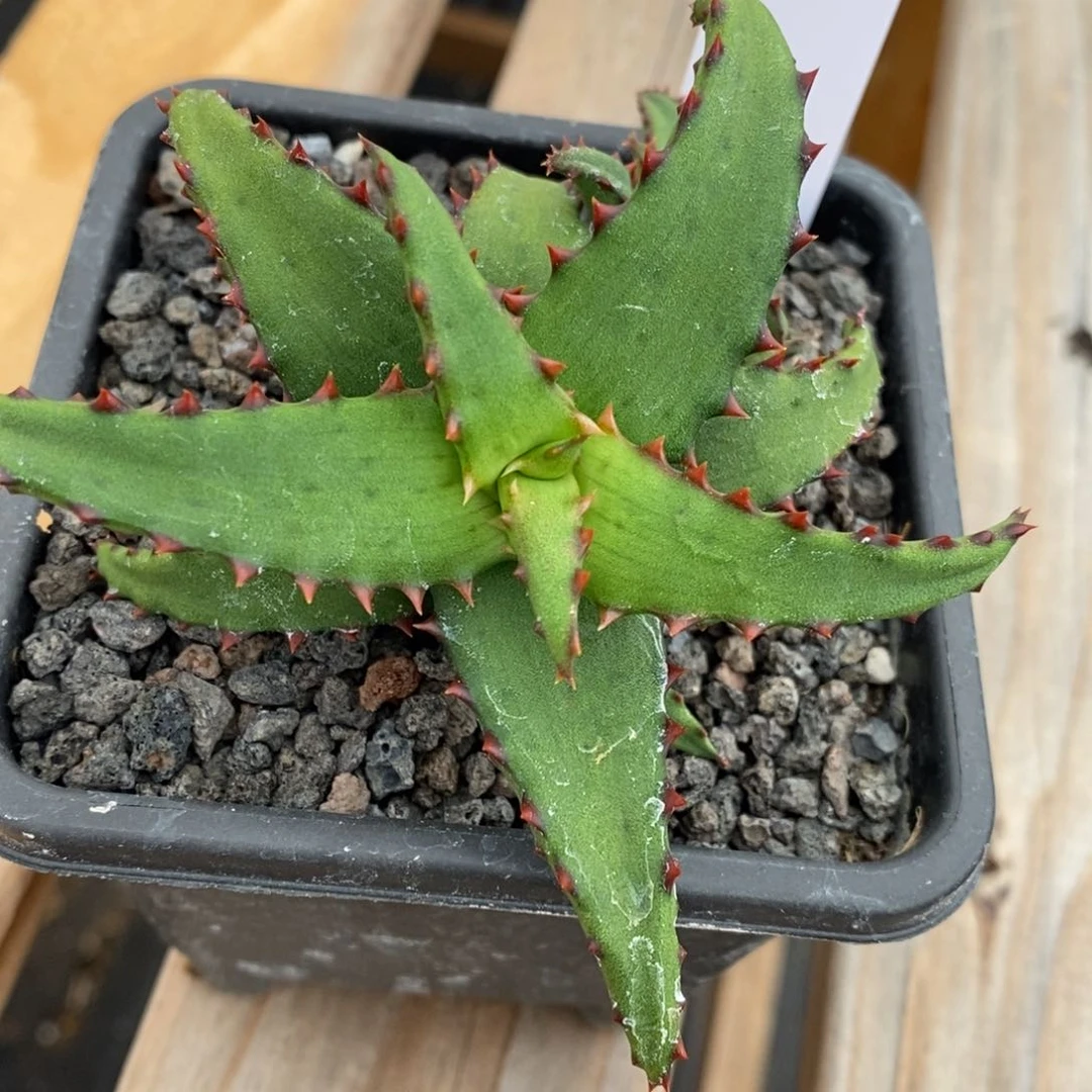 不**龙052606卡萨帝芦荟光面