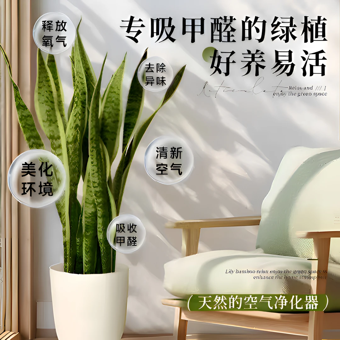 【福利专享】金边虎皮兰室内客厅办公室吸收甲醛净化空气懒人绿植
