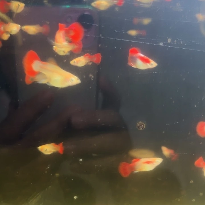 孔雀鱼黄爆球压成5对送2条母鱼备损