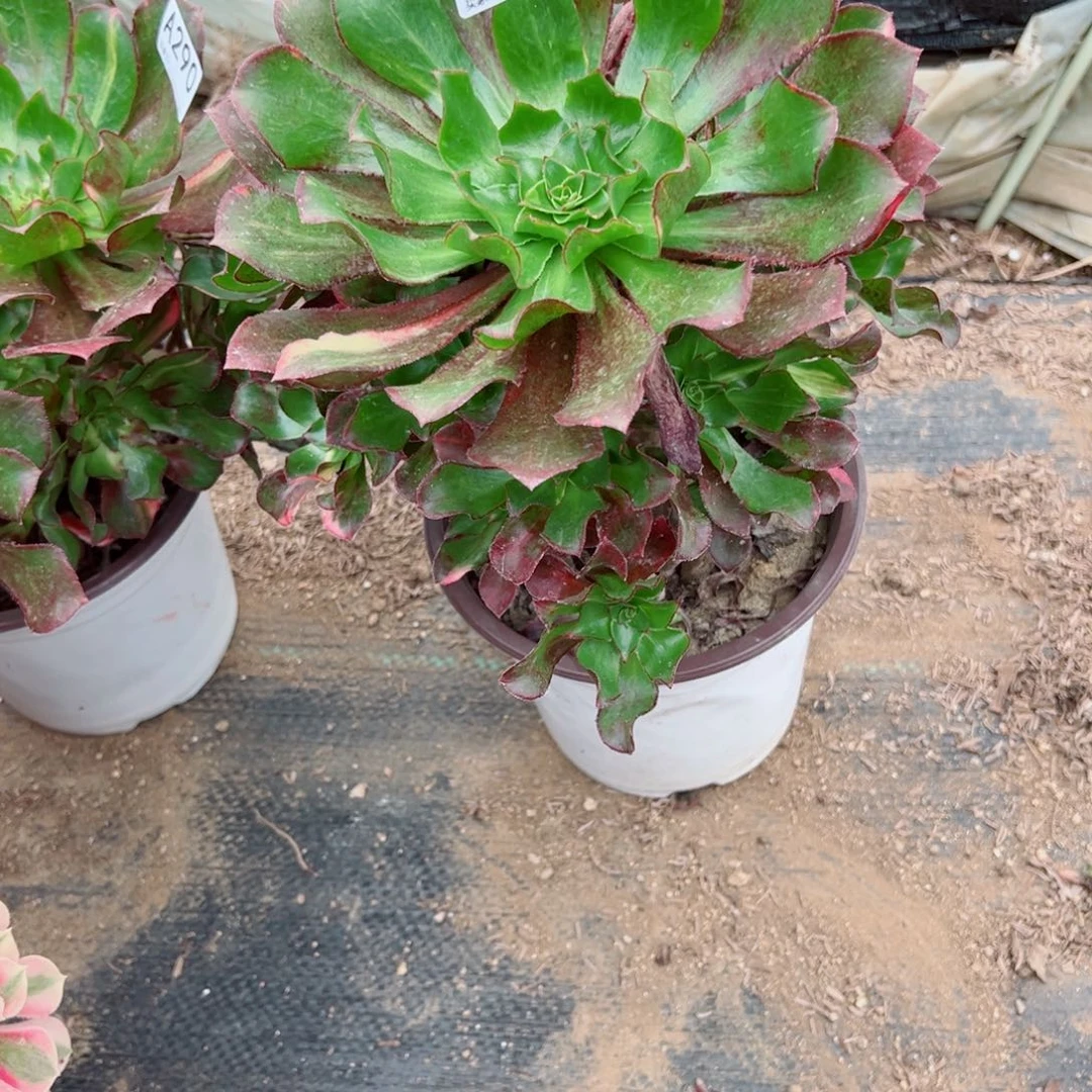 流***雪295魅影七彩多肉植物